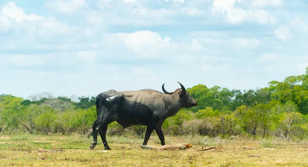 斯里兰卡国家公园里的野牛 — 图库照片