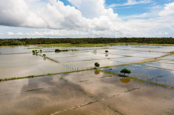 Αγροκτήματα Ρυζιού Και Γεωργικές Εκτάσεις Στην Ύπαιθρο Της Σρι Λάνκα — Φωτογραφία Αρχείου
