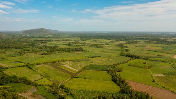 Agricultural land and green fields on a plain in the countryside. Sri Lanka.