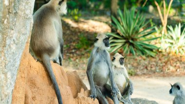 Sri Lanka 'da Gri Langur Maymunları. Specie Semnopithecus priam in Arugam bay.