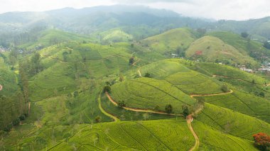 Aerial view of Tea plantation on top of mountain. Tea estate landscape, Sri Lanka.