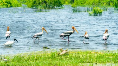 Balıkçıllar ve sulak alanlardaki diğer kuşlar. Kumana Ulusal Parkı. Sri Lanka.