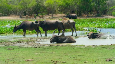 Sri Lanka Ulusal Parkı 'nda Bufalolar.