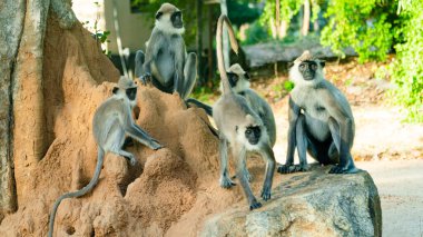 Gri langurlar ya da Hanuman langurları, en yaygın langurlar. Sri Lanka.
