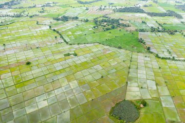 Sri Lanka kırsalındaki çiftçilerin yeşil pirinç tarlalarının insansız hava aracı.