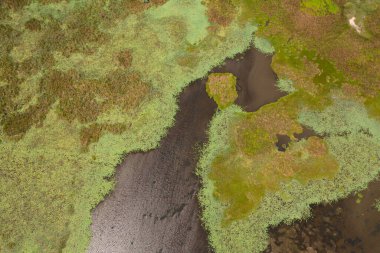 Güneşin üst görünümü su yüzeyine su bitkisi ile yansıtılır. Sri Lanka.