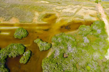 Rainforest and jungle in wetlands. Sri Lanka.
