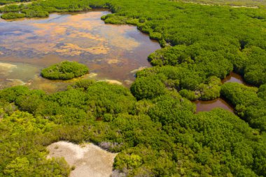 A tropical forest with trees in the middle of a swamp. Sri Lanka.