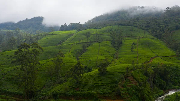 Tea Plantations Villages Mountainous Province Tea Estate Landscape Sri Lanka — Stock Photo, Image