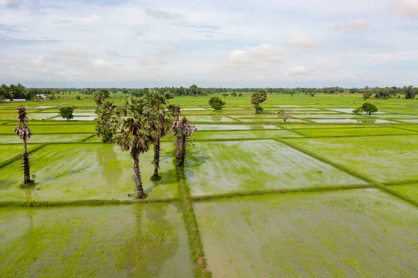 Green rice fields of farmers in rural area on Sri Lanka.
