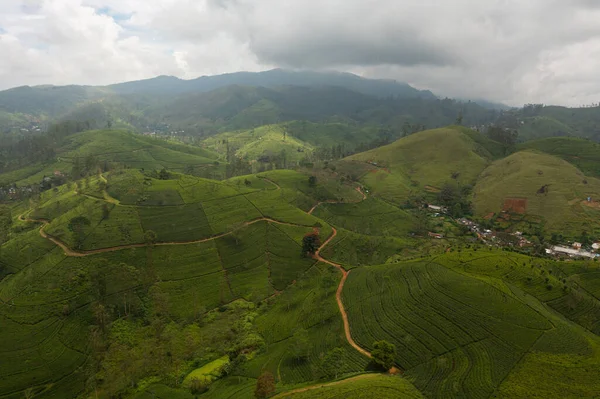 Top View Tea Estate Landscape Sri Lanka Landscape Green Fields — Fotografia de Stock