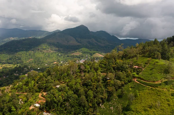 Tea Plantations Sri Lanka Mountain Landscape Tea Estate — Fotografia de Stock