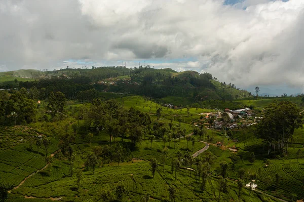 Aerial drone of Tea estate in Sri Lanka. High mountain tea plantation. Liptons Seat.