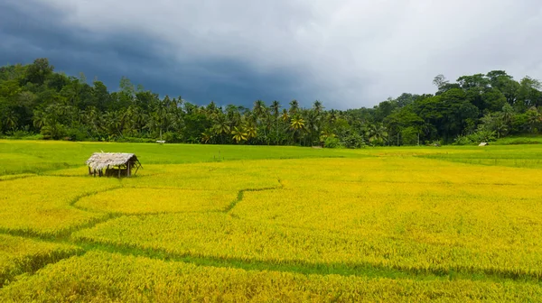 Paisagem Agrícola Campos Arroz Uma Província Montanhosa Sri Lanka — Fotografia de Stock
