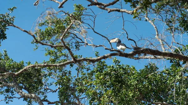Grande Hornbill Indiano Habitat Natural Grande Hornbill Indiano Dos Membros — Fotografia de Stock