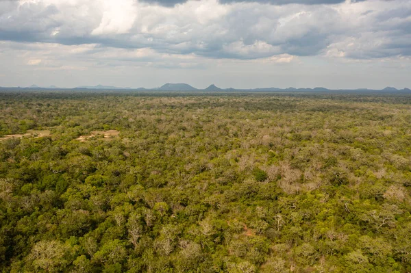 Aerial view of Jungle and rainforest in the National Park. Sri Lanka.