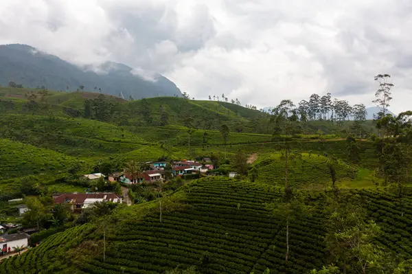 Высокая Плантация Горного Чая Чайная Усадьба Шри Ланки — стоковое фото