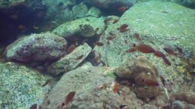 Underwater fish garden reef. Reef coral scene. Seascape under water. Sri lanka.