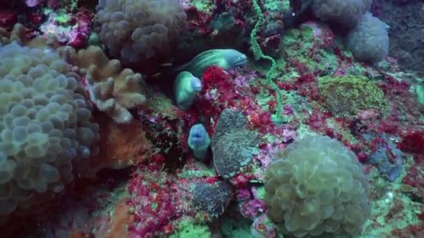 Білі Очі Moray Eel Кораловому Рифі Його Природному Середовищі Існування — стокове відео