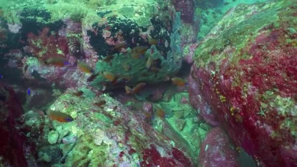 Wonderful Beautiful Underwater Colorful Fishes Corals Tropical Reef Sri Lanka — Stockvideo
