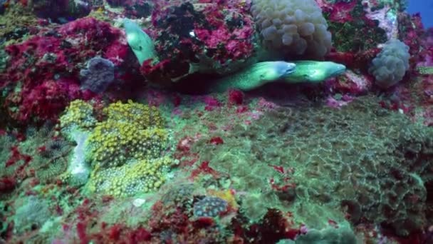 White Eyed Moray Eel Looking Food Jaws Eyes Clearly Visible — Stock Video