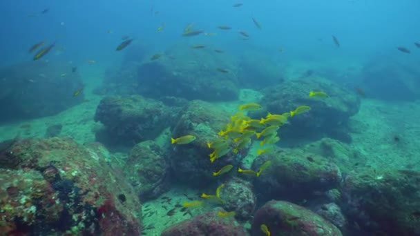 Tropical Fishes Coral Reef Underwater Scene Sri Lanka — Stock video