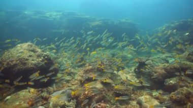 Coral garden seascape and underwater world. Colorful tropical coral reefs. Sri lanka.
