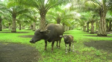 Palmiye ağaçlarının arasında kırsal bir alanda buzağıyla bufalo. Yeşil yapraklı palmiye fidanları. Palmiye ağaçlarıyla tropik bir manzara. Bohol, Filipinler.