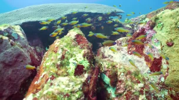水中で活気のあるサンゴ礁で美しいカラフルな熱帯魚 フィリピンだ スリランカ — ストック動画