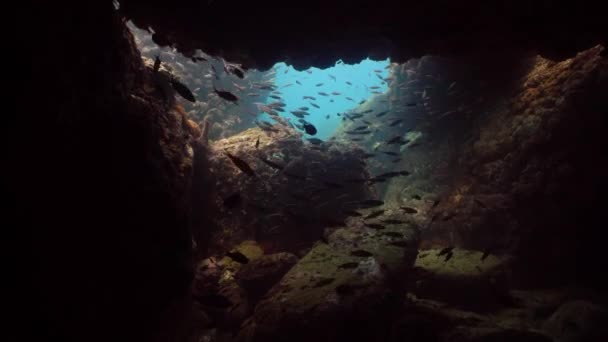 Underwater Cave Fish Tropical Coral Reef Fishes Underwater Sri Lanka — стоковое видео
