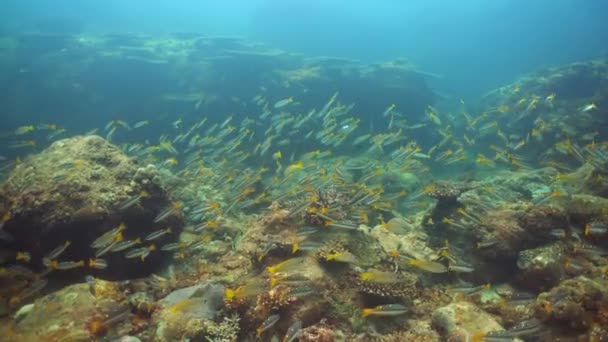 Coral Garden Seascape Underwater World Colorful Tropical Coral Reefs Sri — Stock Video