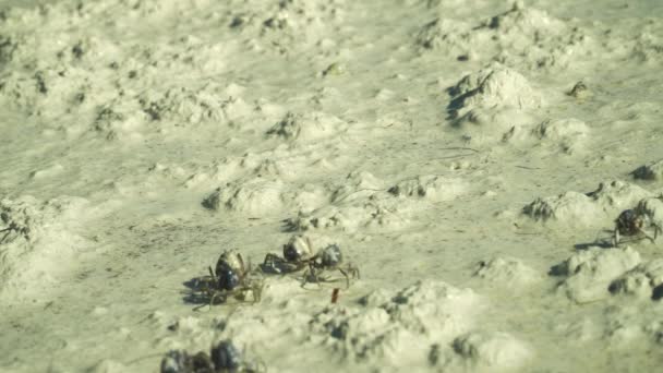 Краби Рухаються Вздовж Піску Під Час Низького Припливу Блакитний Солдат — стокове відео