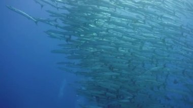 Su altında büyük bir Barakuda okulu. Güzel sualtı dünyası. Sipadan, Malezya.