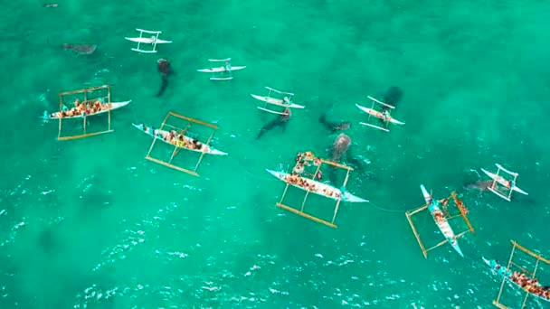 Туристи Спостерігають Китовими Акулами Місті Осло Філіппіни Літо Подорожі — стокове відео