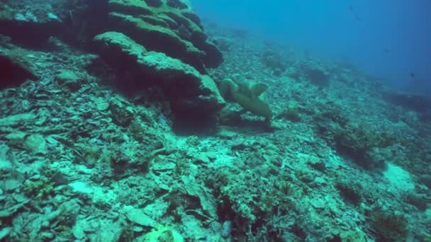 Zeeschildpad Een Koraalrif Tropen Sipadan Maleisië — Stockvideo