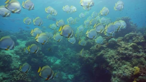 热带珊瑚礁和水下鱼类 热带鱼和珊瑚礁在水下 Sipadan 马来西亚 — 图库视频影像
