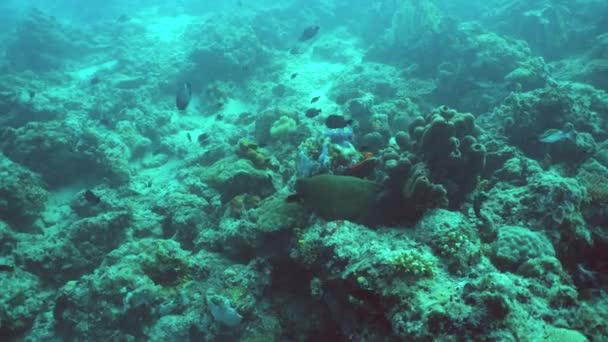 Тропічний Колір Підводного Моря Підводний Світ Кольоровою Рибою Кораловим Рифом — стокове відео