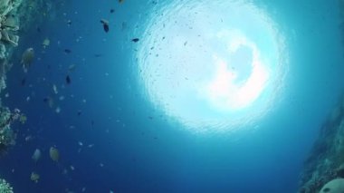 Tropikal balıklar ve mercan resifleri suyun altında. Sert ve yumuşak mercanlar, sualtı manzarası. Panglao, Bohol, Filipinler.