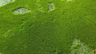 Lake or swamp with aquatic vegetation in the national park. Sri Lanka sites of wetlands.