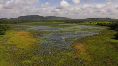 Lake with water plants in the rainforest of Sri Lanka. Aerial view of lake in a wetland with green aquatic vegetation.