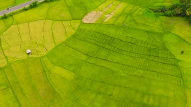 Top view of rice fields in the countryside. Agricultural landscape in Sri Lanka.