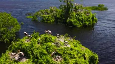 Birds in nests among lake in natural habitat. Kumana National Park. Sri Lanka.