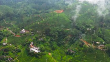 Tea plantations on the hillsides in the mountains of Sri Lanka. Tea estate landscape.