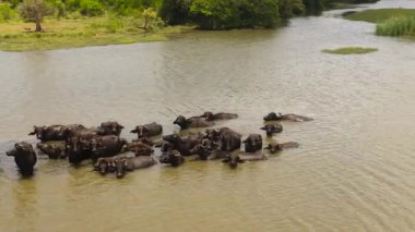 Nehirde bufalo sürüsünün üst görüntüsü soğuyor. Sri Lanka.