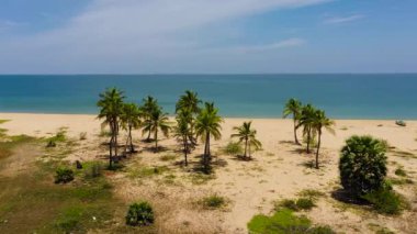 Güzel sahil, yukarıdan turkuaz su manzaralı palmiye ağaçları. Sri Lanka.