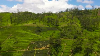 Tea plantations on the hillsides in the mountains of Sri Lanka. Tea estate landscape.