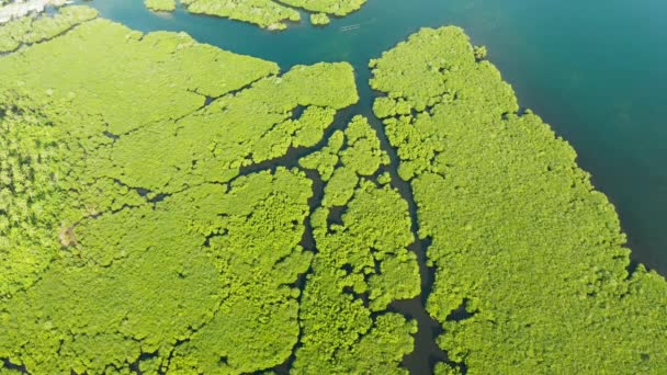 Мангровые Леса Зелеными Деревьями Морской Воде Вид Воздуха Тропический Пейзаж — стоковое видео