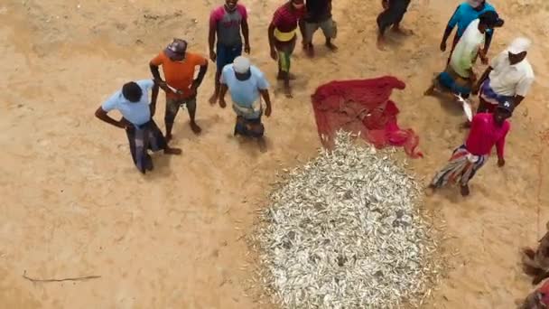 スリランカ 2021年8月25日 スリランカのビーチで漁獲された魚を選択し 分割する漁師 — ストック動画