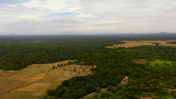 Bovenaanzicht Van Landelijk Gebied Met Landbouwgrond Rijstvelden Sri Lanka — Stockvideo