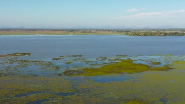 Lago Com Aves Animais Sri Lanka Lagoa Arugam — Vídeo de Stock